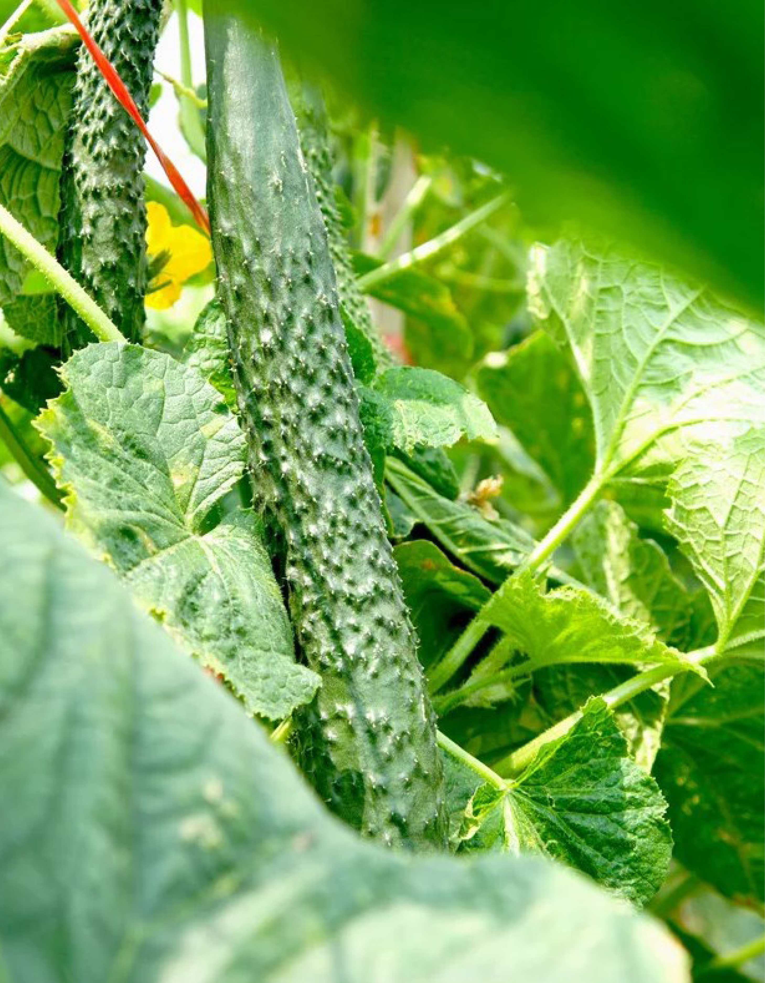 Мегаурожайные огурцы Драго F1 – для зимних и весенних салатов 