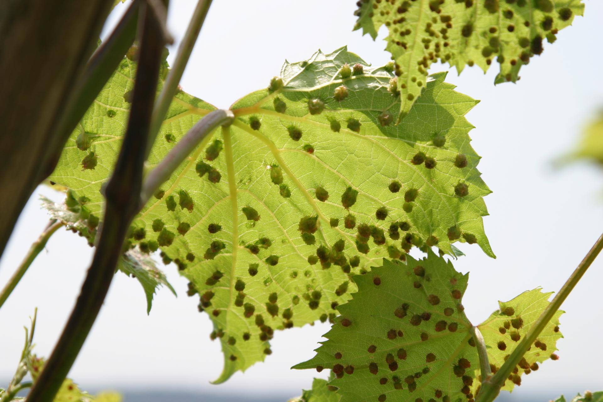 Зачем нужны бактерии на винограднике 