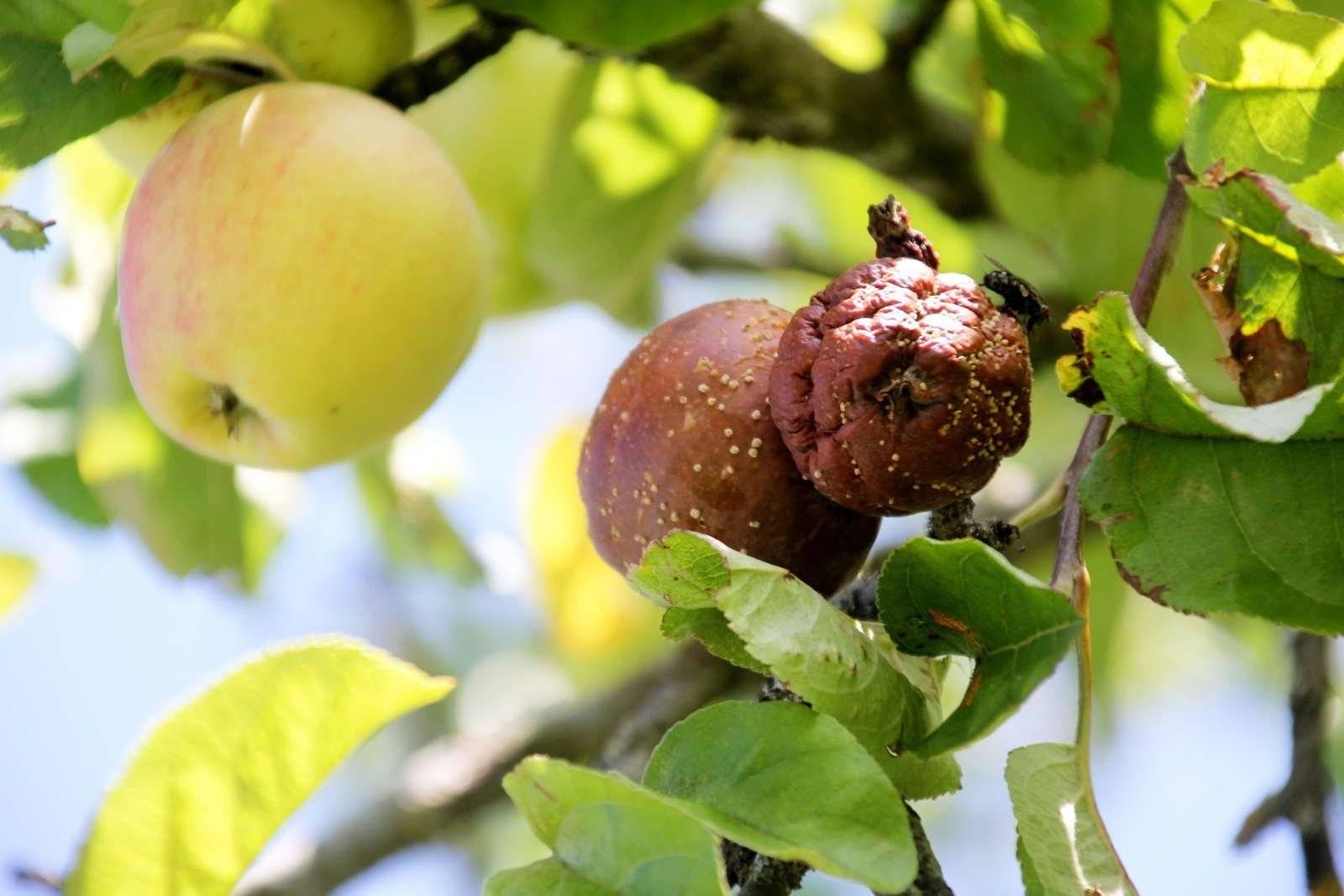 Почему яблоки гниют прямо на дереве 