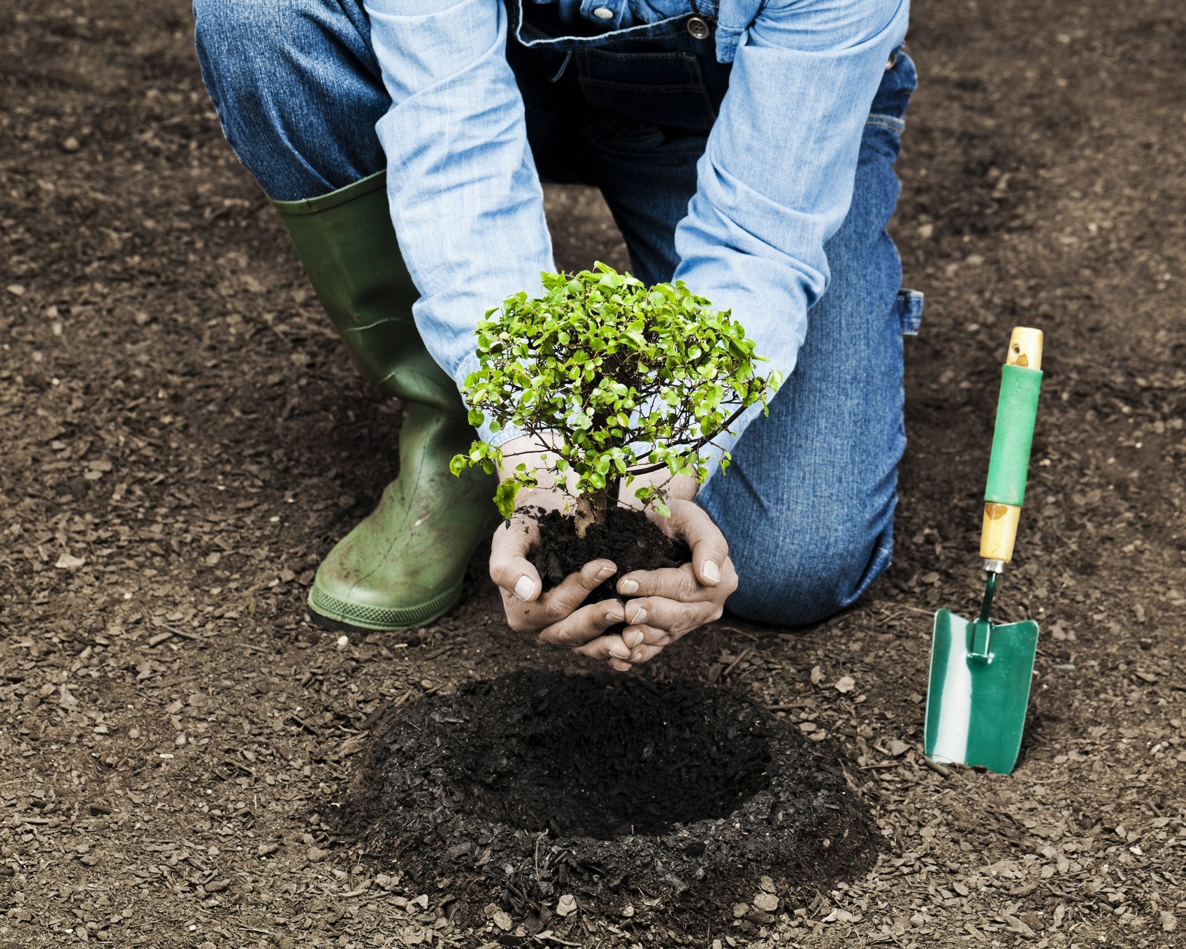 Несколько слов о посадке саженцев 